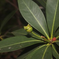 Xanthostemon verticillatus (C.T.White & W.D.Francis) L.S.Sm.